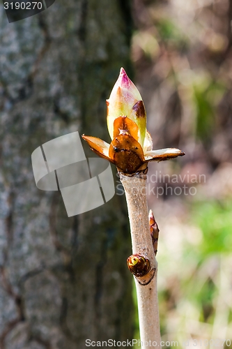 Image of Chestnut bud