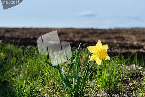 Image of Lonely daffodil