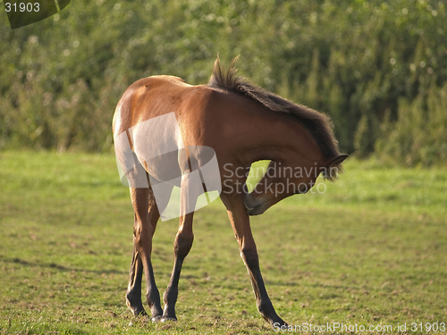 Image of Foal