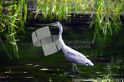 Image of Heron