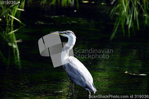 Image of Great blue Heron