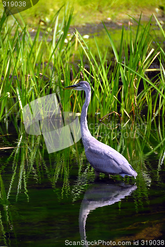 Image of Heron