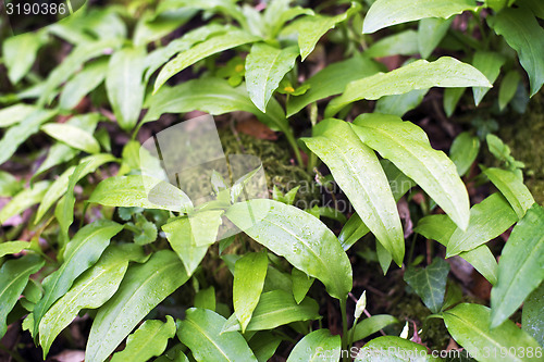 Image of Wild garlic