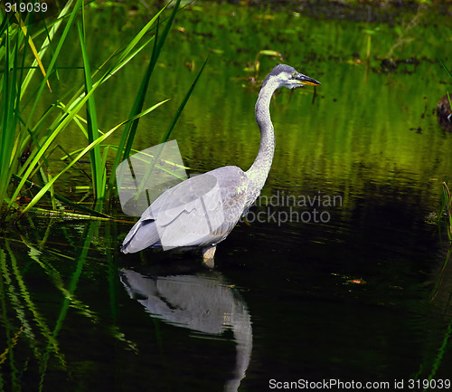 Image of Heron