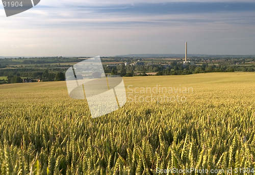 Image of Industrial wheat