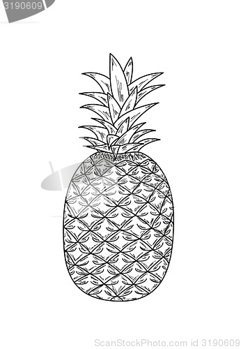 Image of ananas, sketch