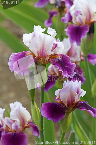 Image of iris flower