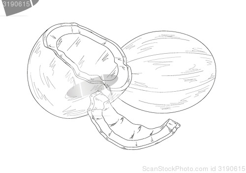 Image of three parts of coconut