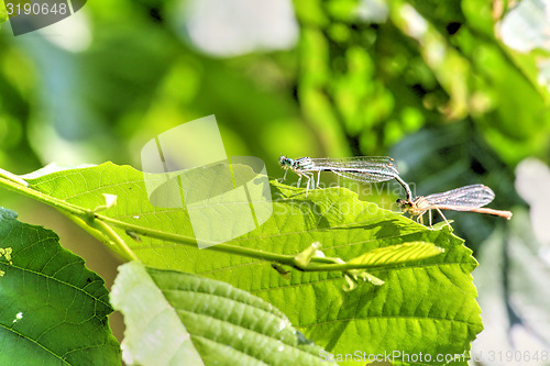 Image of large green leaf with two small color dragonfly