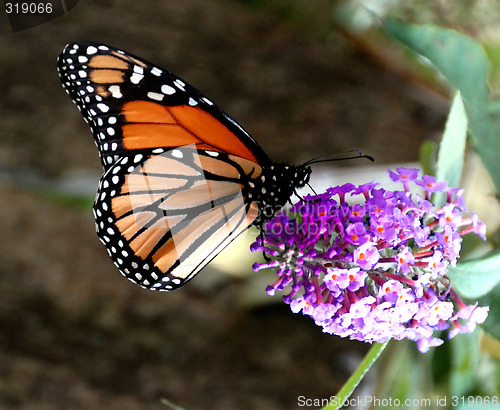 Image of Monarch Butterfly