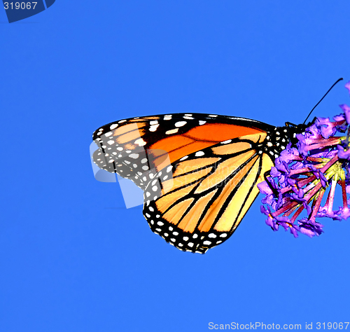 Image of Monarch Butterfly