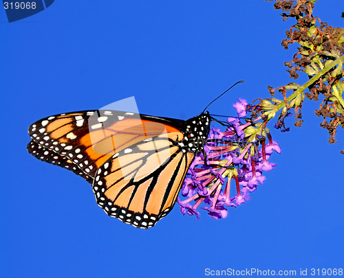 Image of Monarch Butterfly