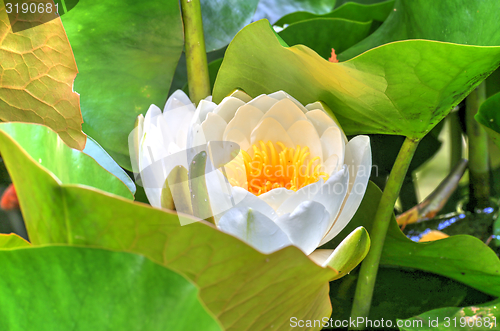 Image of white waterlily and many green leaves