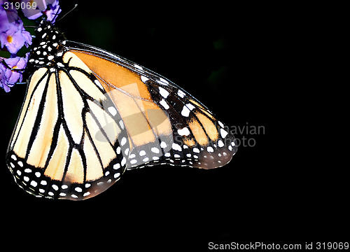 Image of Monarch Butterfly