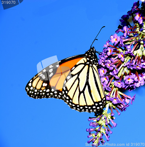 Image of Monarch Butterfly