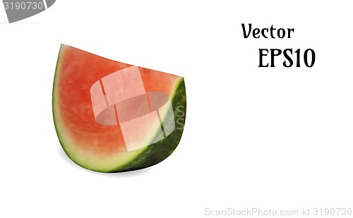 Image of realistic melon illustration, vector