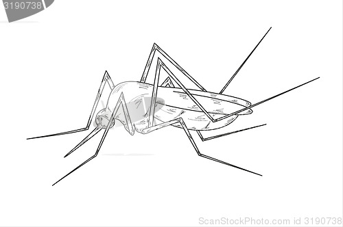 Image of mosquito sketch