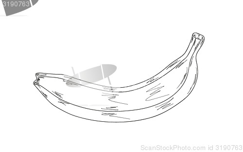Image of banana, sketch