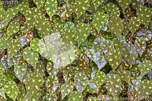 Image of green leaves