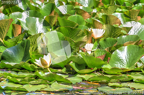 Image of white waterlily and many green leaves