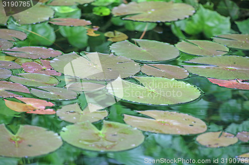Image of waterlily leaves