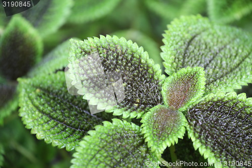 Image of pilea mollis