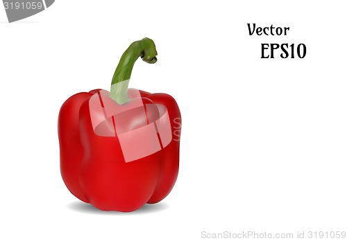 Image of realistic capsicum illustration, vector