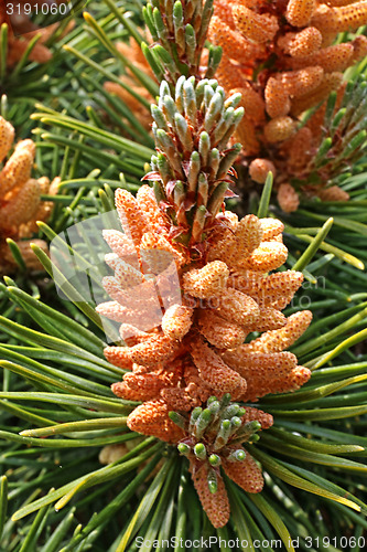 Image of pinus mugo