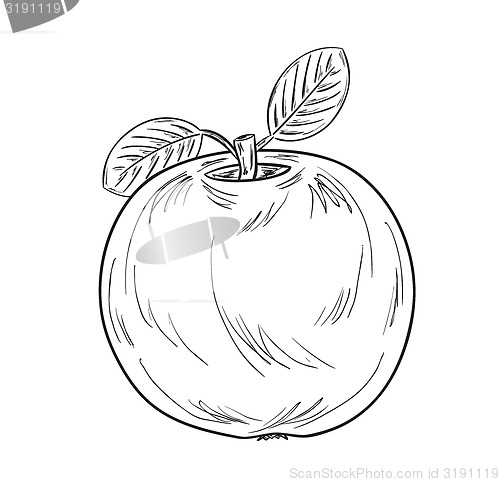 Image of apple sketch