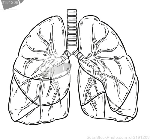Image of lungs sketch