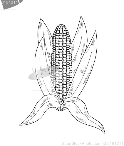 Image of sketch, corn