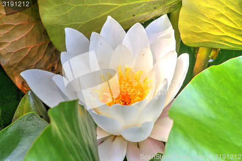 Image of white waterlily and many green leaves