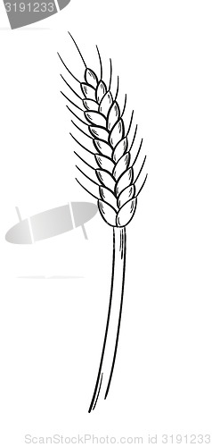 Image of sketch of the barley