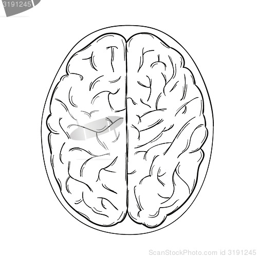 Image of human brain
