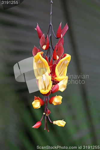 Image of flower with red and yellow petals