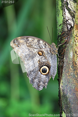 Image of butterfly