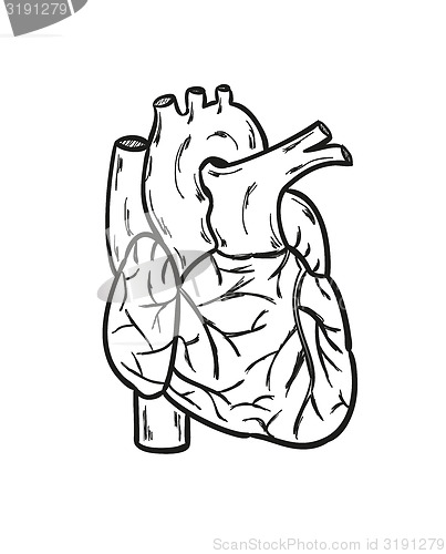 Image of human heart