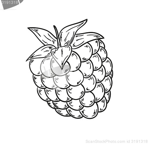 Image of raspberry sketch