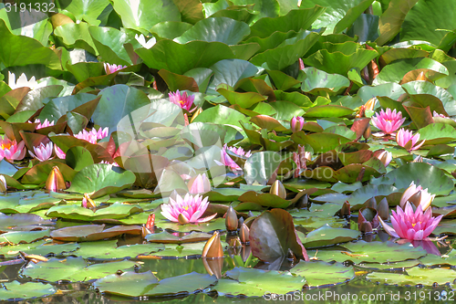 Image of white waterlily and many green leaves
