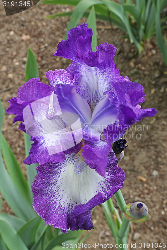 Image of iris flower