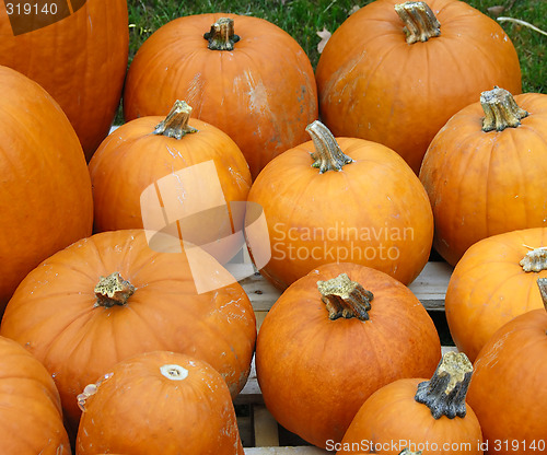 Image of Pumpkin