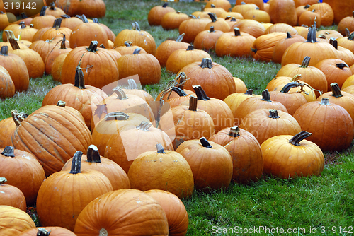 Image of Pumpkin