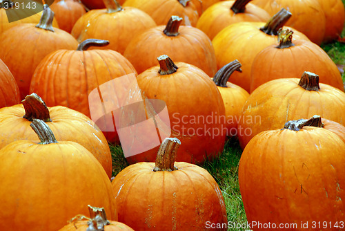 Image of Pumpkins