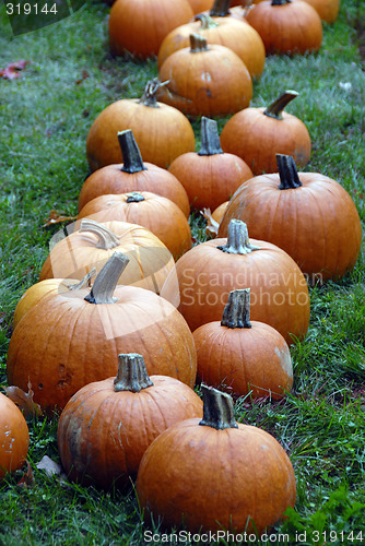 Image of Pumpkin