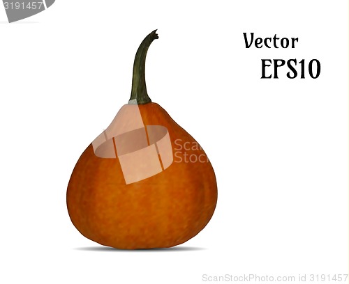 Image of realistic pumpkin illustration, vector