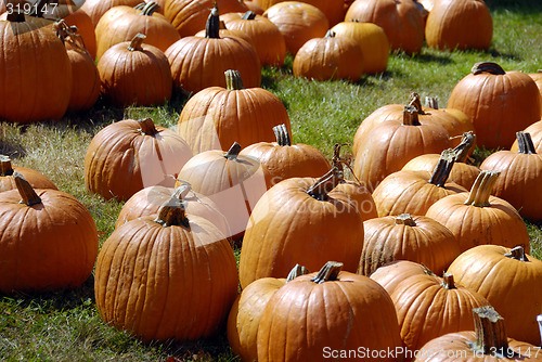 Image of Pumpkin