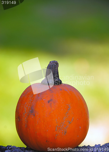 Image of Pumpkin