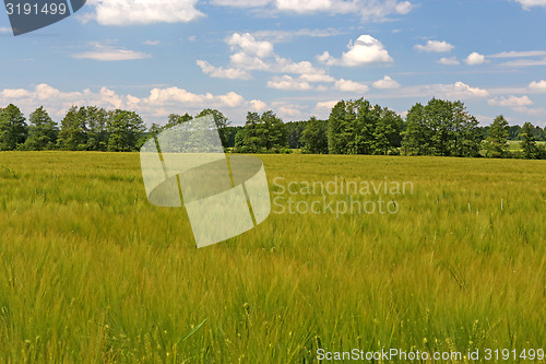 Image of barley field