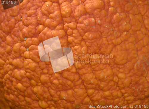 Image of Pumpkin