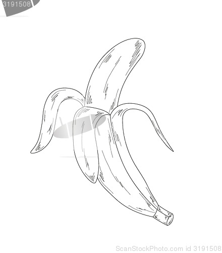 Image of banana, sketch